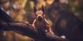 Red-haired cute squirrel gnaws a nut on a tree branch in the autumn forest Royalty Free Stock Photo