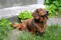 Red-haired dachhund dog Royalty Free Stock Photo