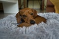 An red-haired dachshund is resting in a grey bed. Dachshund sleeping in bed