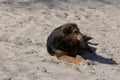 A dog that lies quietly on the beach sand in the city`s hydropark.