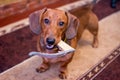 Red-haired dog breed dachshund