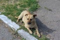 A red-haired dog rests on the ground. She has on her ear a red tag, which indicates that the dog is sterilized.