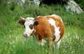 A red-haired domestic cow grazes in a meadow. Royalty Free Stock Photo