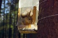 Red-haired, fluffy squirrel sits in a plastic bottle feeder and eats nuts Royalty Free Stock Photo