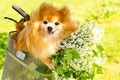 red-haired ginger Pomeranian spitz dog with bouquet of white lilacs in bicycle basket.