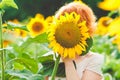 Red-haired girl covered her face with a sunflower, girl incognito enjoying nature on the field of sunflowers at sunset Royalty Free Stock Photo
