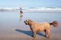 Red haired girl doing a hand stand or cartwheel on a New Zealand surf beach with dog in foreground Royalty Free Stock Photo