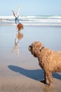 Red haired girl doing a hand stand or cartwheel on a New Zealand surf beach with dog in foreground Royalty Free Stock Photo