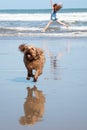 Red haired girl doing a hand stand or cartwheel on a New Zealand surf beach Royalty Free Stock Photo