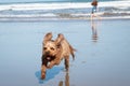 Red haired girl doing a hand stand or cartwheel on a New Zealand surf beach Royalty Free Stock Photo