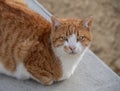 A red-haired Greek cat basks in the sun in Greece Royalty Free Stock Photo