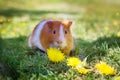 Red-haired Guinea pig eating a yellow dandelion