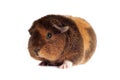 Red-haired guinea pig of a Teddy breed