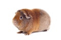 Red-haired guinea pig of the Teddy Rex breed sits at a half-turn face to the left