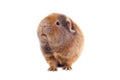 Red-haired guinea pig of a Teddy Rex breed stands lifting his head up against Royalty Free Stock Photo