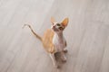 Red haired handsome cat cornish rex looks up, sitting on the floor in the house