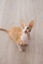 Red haired handsome cat cornish rex looks up, sitting on the floor in the house