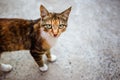 Red-haired homeless cat with green eyes.