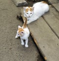 Red-haired homeless cat with a kitten