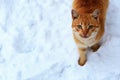 Red-haired homeless cat