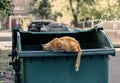 Red-haired hungry street cat sits on a trash can