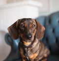 A red-haired hunting dog of the dachshund breed lay down to rest on a blue armchair in the living room Royalty Free Stock Photo