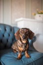 A red-haired hunting dog of the dachshund breed lay down to rest on a blue armchair Royalty Free Stock Photo
