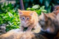 Red-haired kitten and his mother Royalty Free Stock Photo