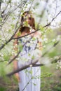 Red-haired lady in spring orchard Royalty Free Stock Photo