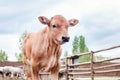 red-haired little calf stands on a farm on a background of blue sky Royalty Free Stock Photo