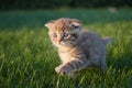 a red-haired little kitten sits, runs and plays in the green juicy grass, looks to the side and moves its paw Royalty Free Stock Photo