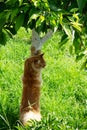 Red-haired Maine Coon cat with a fluffy tail sharpens its claws or scratches a tree in the garden