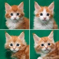 Red-haired Maine Coon kitten