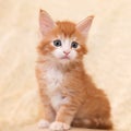 Red-haired Maine Coon kitten