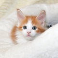 Red-haired Maine Coon kitten