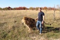 Man walks next to an adult lion