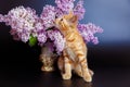 A red-haired mischievous kitten is interested and sniffs lilac flowers on a black background