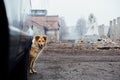 Red-haired mongrel dog It peeping from behind a car on backgro Royalty Free Stock Photo