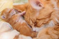 Red-haired mother of a cat with a small kitten Royalty Free Stock Photo