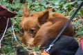 Red-haired puppy sleeps in a grass. A small dog is resting in the park. Long-haired Russian Toy Terrier