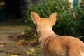 A red-haired small dog is waiting for the owner and looks into the distance. Back view closeup Royalty Free Stock Photo