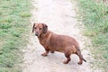 Red-haired smooth-haired dachshund looking in frame standing on a gravel road on a background of green grass Royalty Free Stock Photo