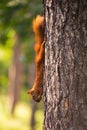 Red-haired squirrel hanging on a tree with a nut. Royalty Free Stock Photo