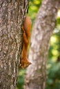 Red-haired squirrel hanging on a tree with a nut. Royalty Free Stock Photo