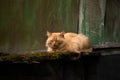 A red-haired stray cat sits on the roof of an abandoned barn and takes a nap. Animal living on the street Royalty Free Stock Photo