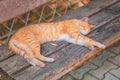 A red-haired stray cat sleeps on a bench. Top view. Animal protection and adoption concept Royalty Free Stock Photo