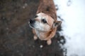 red-haired stray dog looking at the camera on a snow-covered country Royalty Free Stock Photo