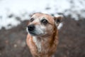 red-haired stray dog looking at the camera on a snow-covered country Royalty Free Stock Photo