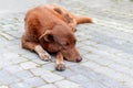 A red-haired stray dog is lying in the middle of the street, sad Royalty Free Stock Photo