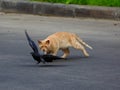 Cat hunts pigeon Royalty Free Stock Photo